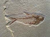 Fossil fisk, 50 millioner år.